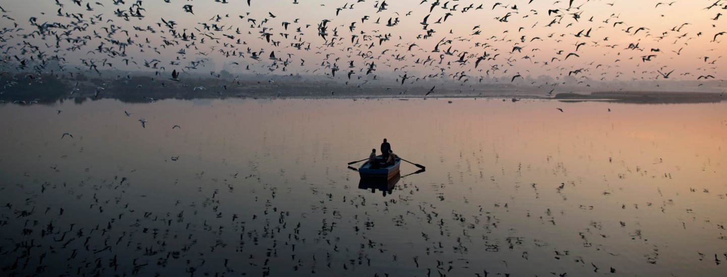 Migratory birds fly above men rowing a boat on the Yamuna river in the old quarters of Delhi
