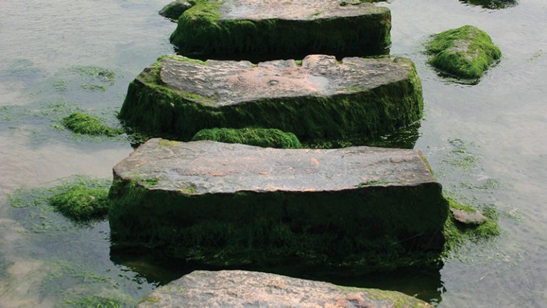 stepping stones with moss