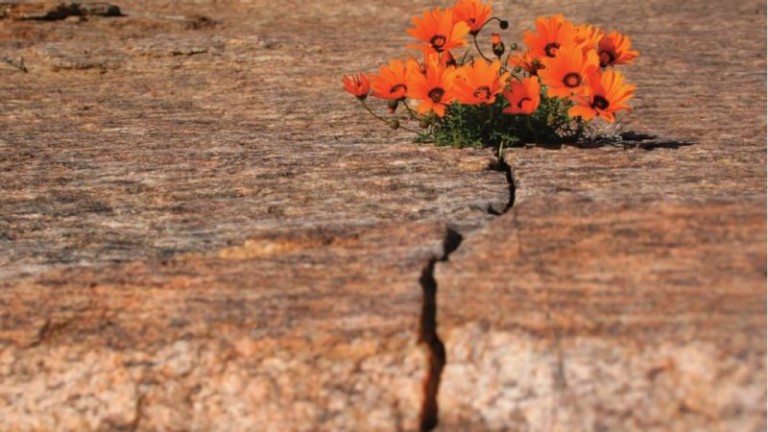 Flowers growing in a rock