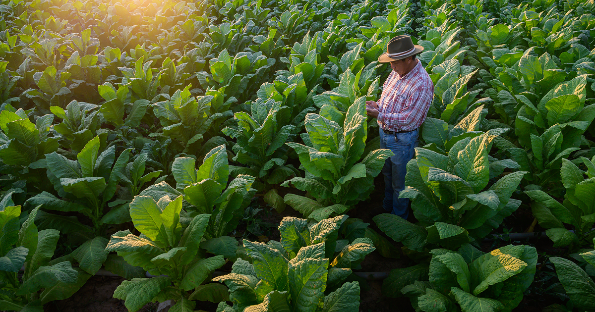 Farmer inspecting a crop