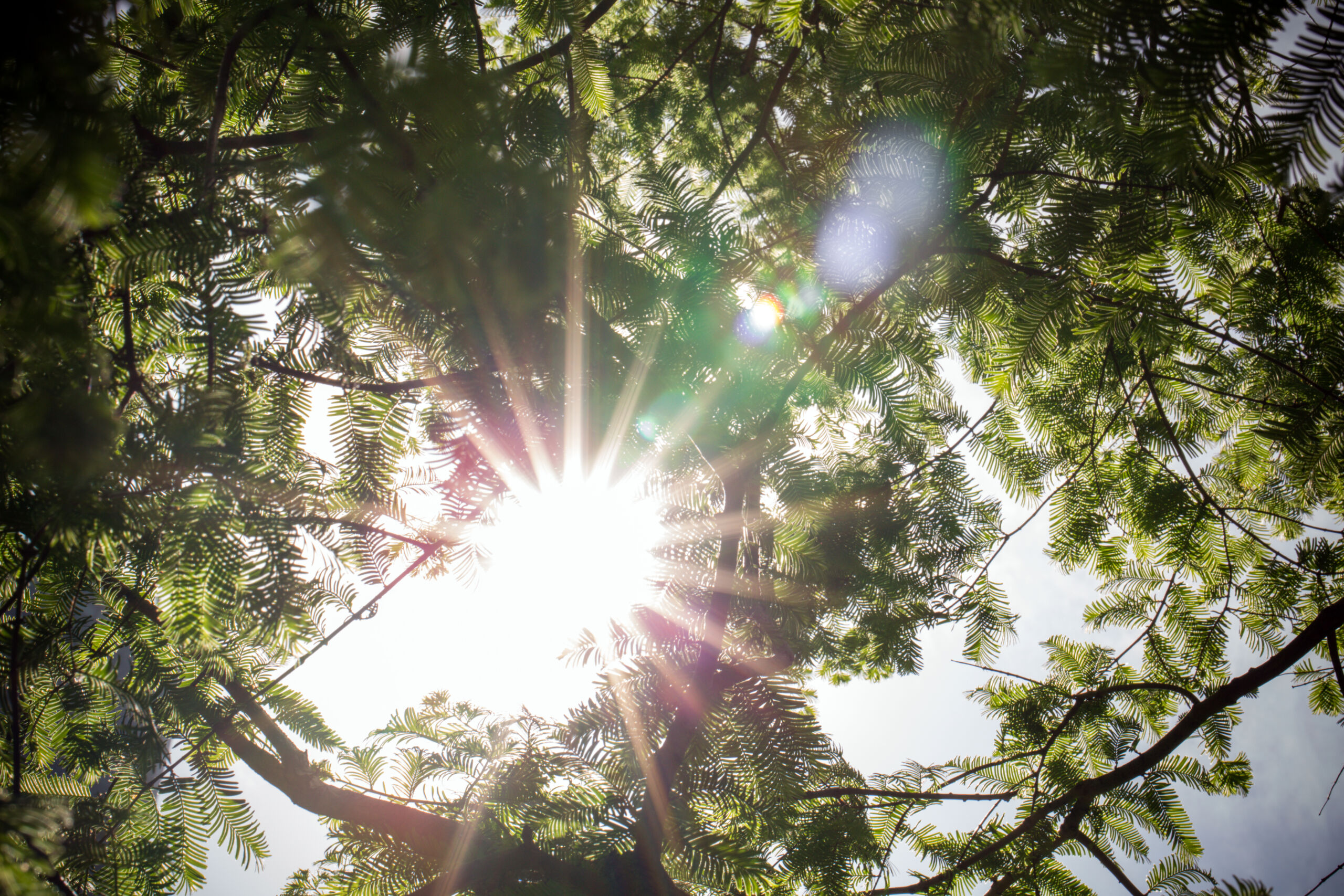 Sun viewed through trees